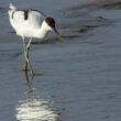 Avocette élégante